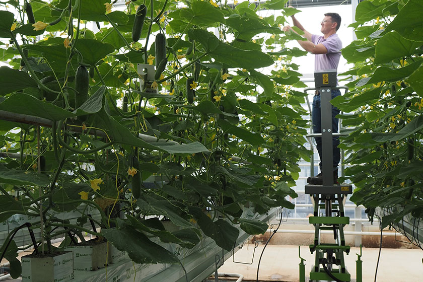 RIPE Greenhouse system